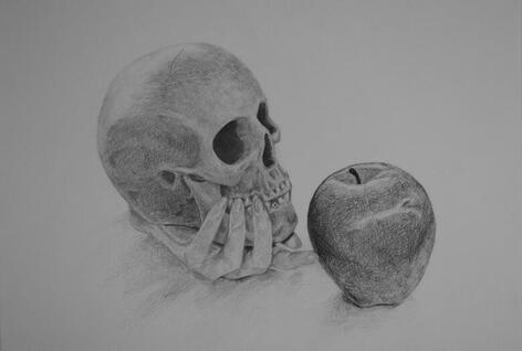 Skull Still Life, graphite on paper, 14 x 17 in.